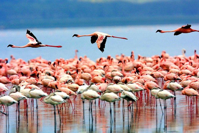 5 Days 4 Nights Tarangire, Serengeti , Ngorongoro & Manyara Wildlife Safari - Transportation and Guide