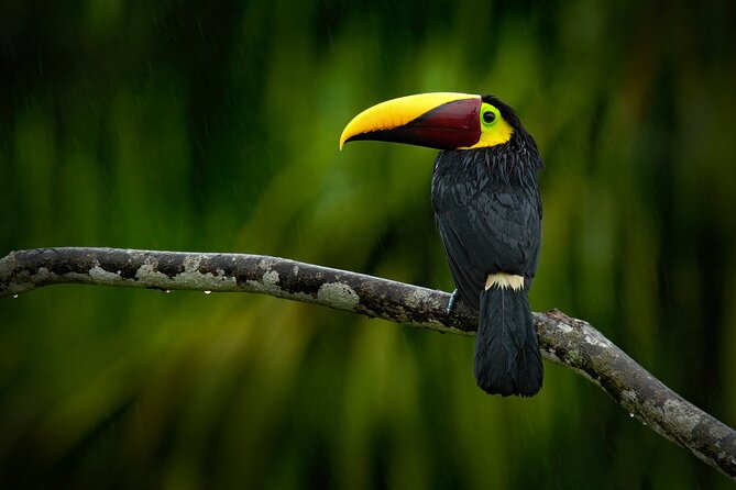5 Days Cuyabeno Wildlife Reserve Adventure - Arrival and Transportation
