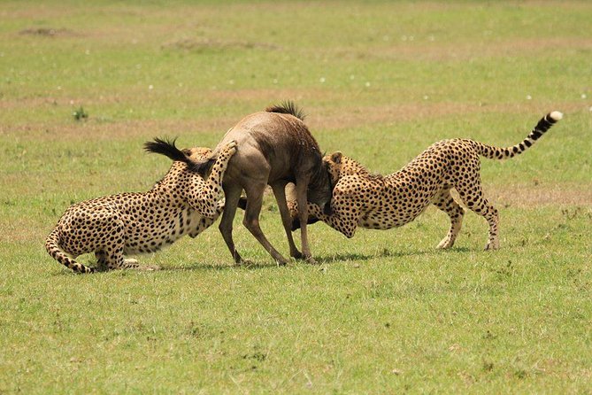 5 Days Kenya Masai Mara and Lake Nakuru Private Tour - Transportation Details