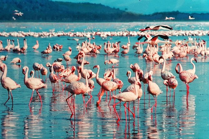 5 Days Masai Mara, Lake Nakuru & Naivasha Budget Joining Safari - Day 2: Full Day in Masai Mara