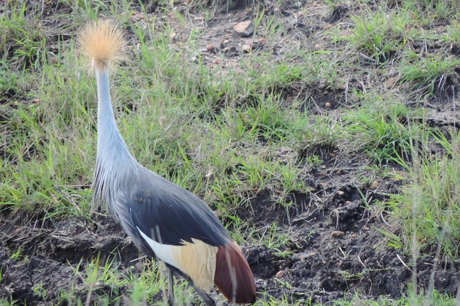 5 Days Ol Pejeta-Lake Nakuru-Masai Mara Mid-Range 4 X 4 Jeep Tour - Travel Requirements