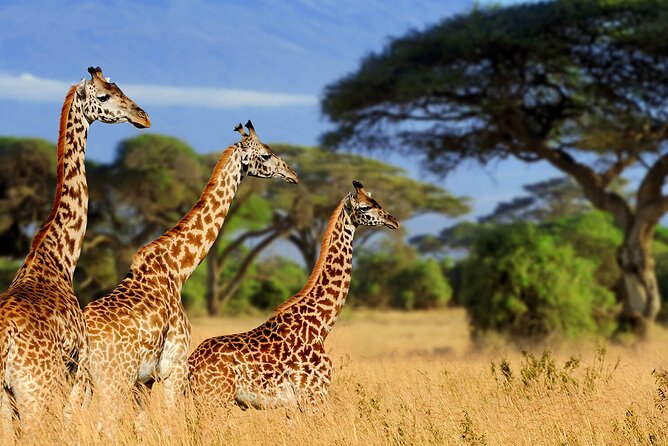5 Days Private Tarangire, Serengeti, Ngorongoro, Manyara Safaris - Pickup and Transportation Details