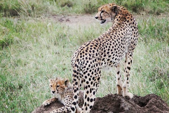 5 Days Safari, Hiking & Culture (Serengeti & Kilimanjaro) - Essential Inclusions and Amenities