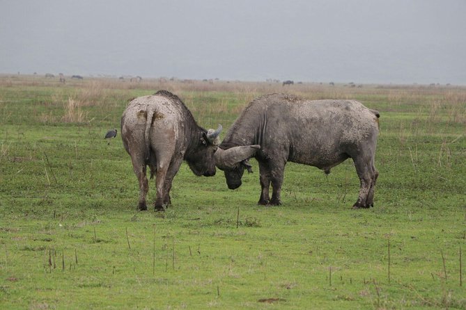 5 Days Tarangire, Serengeti, Ngorongoro & Manyara Mid-Range Camping Safari Tour - Daily Safari Itinerary