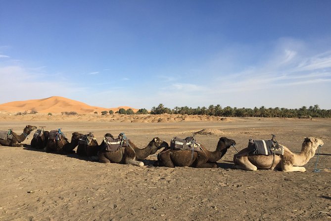 5 Days Tours From Tangier to Chefchaouen, Fez, Merzouga Desert and Marrakech - Customer Reviews and Feedback