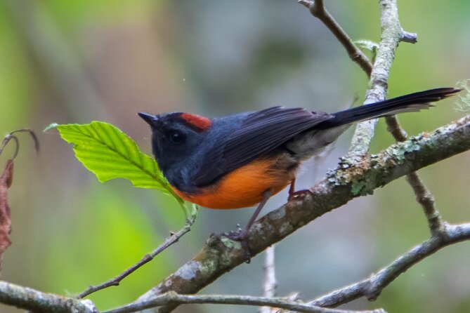 5-Hour Private Birdwatching Experience in San Juan La Laguna - Specialized Guide and Equipment