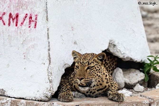 6-Day Dunes and Wildlife Accommodated Safari From Windhoek - Unique Landscapes Explored