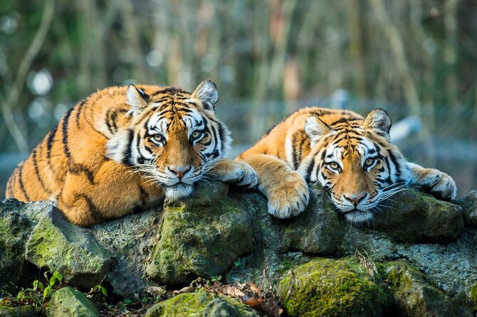 6 Day Golden Triangle Tour With Ranthambore{Delhi Agra Jaipur Ranthambore Tour} - Tips for Travelers