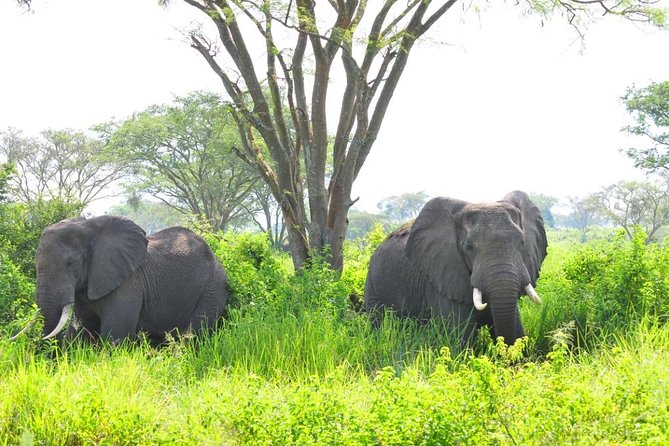 6 Day Gorilla Tracking and Wildlife Safari - Traveler Testimonials and Recommendations