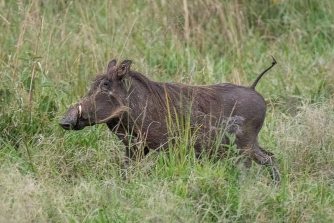 6 Day Gorillas, Golden Monkeys and Chimp Trek at Kibale - Transportation and Pickup