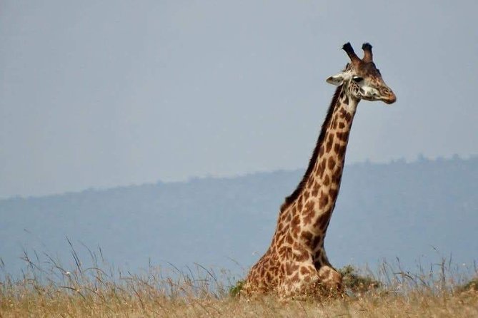 6 Day Maasai Mara, Lake Nakuru, Amboseli National Park - Frequently Asked Questions
