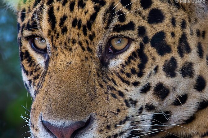 6 Days Pantanal and Jaguar Safari Departing From Cuiaba - Wildlife Encounters
