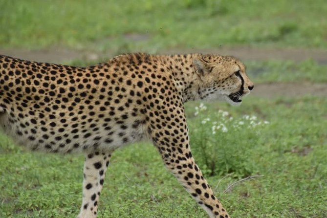 6 Days Tanzania National Parks Safari With Accommodation - Itinerary and Activities