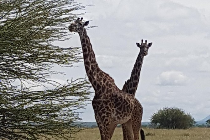 6 Days Tarangire,Serengeti, Ngorongoro & Manyara Mid-range Camping Safari Tour - Meeting and Pickup