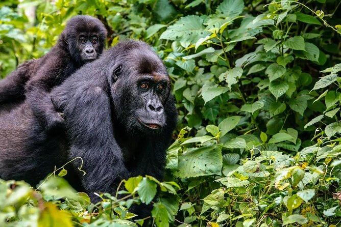6 Days Uganda Gorilla, Chimps Trekking and Wildlife Safari - Exploration of National Parks
