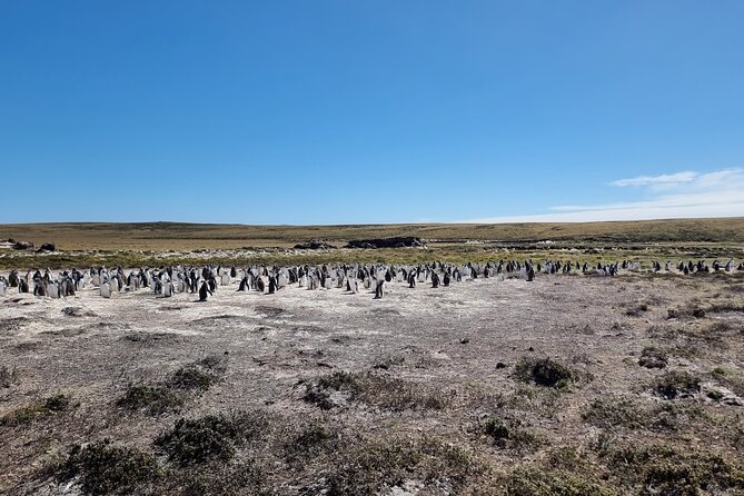 6 Hours Wild Tour With Penguins, Elephant Seals in East Falklands - Lunch and Refreshments
