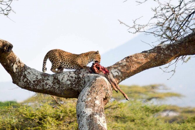 7-Day Great Migration Safari - Packing Essentials