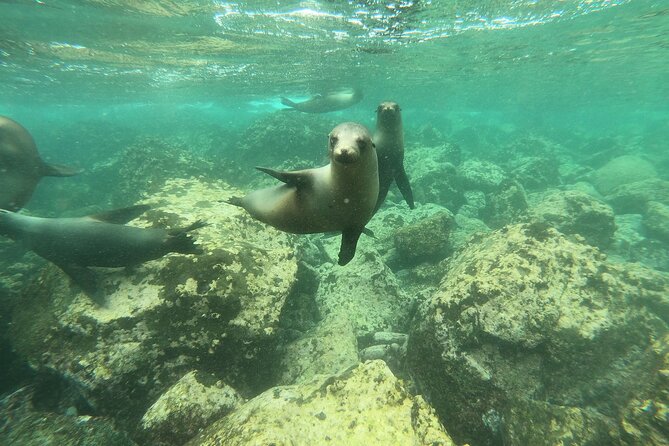 8-Day Galapagos Island Hopping Tour: Isabela, Giant Tortoises, and Snorkeling - Snorkeling at Los Tuneles