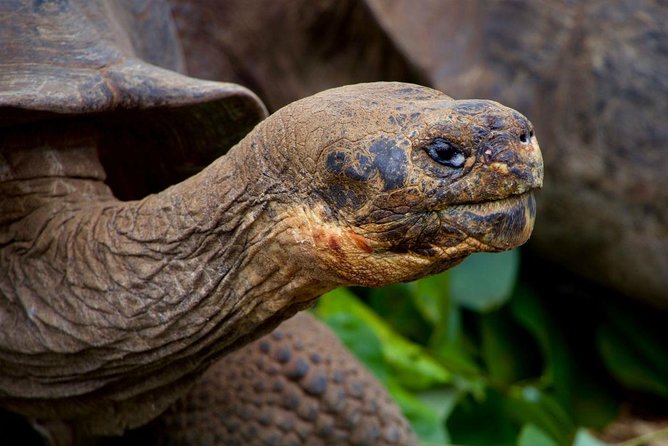 8-day Galapagos on a Budget: 3 Islands Experience - Swimming With Galapagos Penguins