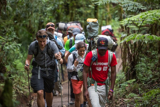8-Day Small-group Lemosho Kilimanjaro Summit Trekking - Customer Reviews and Feedback