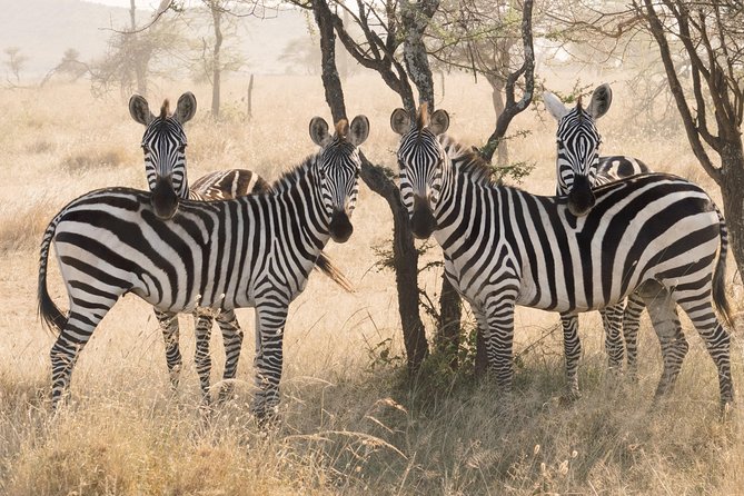 8 Day Spectacular Migration Serengeti Mid -Range Tanzania Safari - Exploring the Serengeti