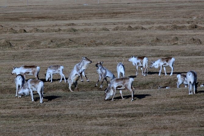 8-Days Guided Iceland Circle Tour From Reykjavík - Booking Information