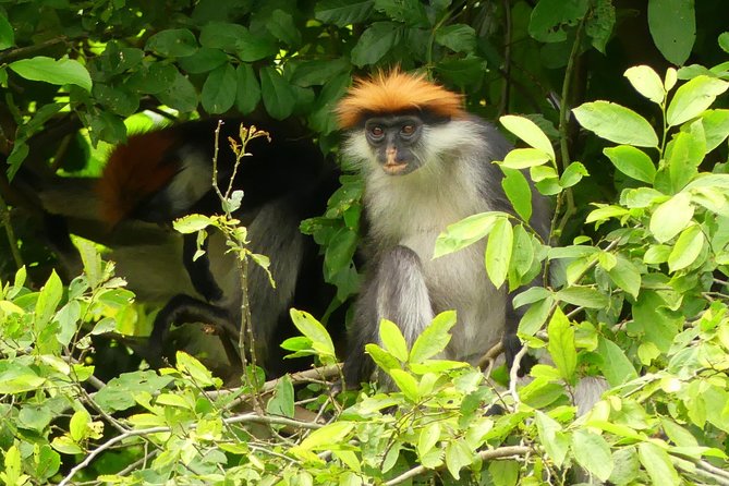 8 Days Safari to Mikumi, Ruaha & Udzungwa Mountains - Safari Activities