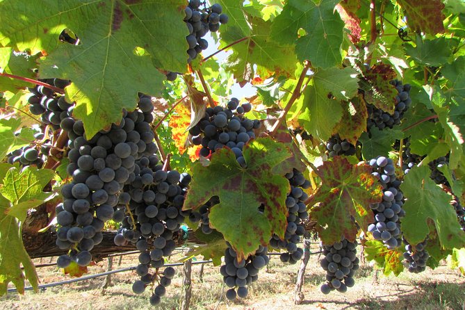 8-Hour Private, Customized Wine Tour up to 6 Guests Napa Valley & Sonoma - Accessibility Features