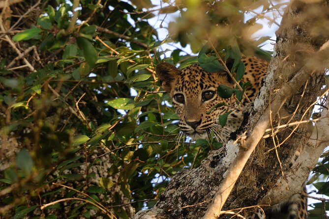 8 Nights 09 Days Simply Sri Lanka - Nature and Wildlife