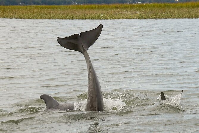 90 Minute Hilton Head Dolphin and Nature Cruise - Tour Experience Highlights