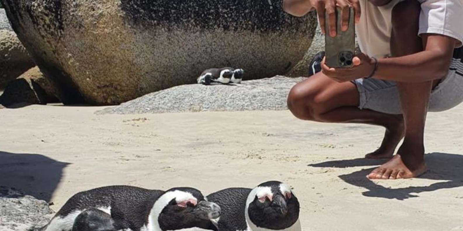 A Curious Adventure Through Chapman'S Peak Drive: Cape Point - Boulders Beach Penguin Colony