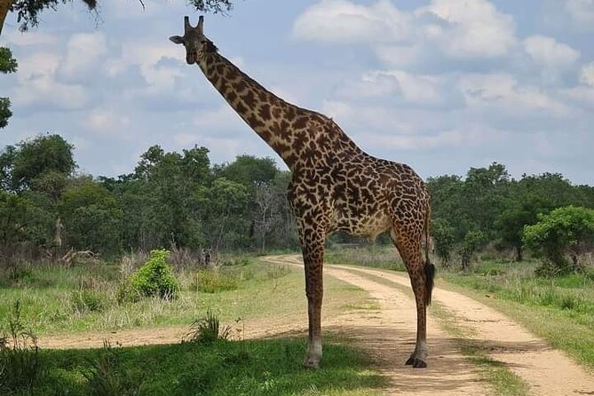 A Day Trip To Selous Fly From Zanzibar - Practical Information and Inclusions