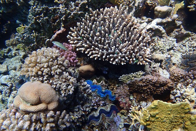 Abu Dabbab Beach Full Day Trip With Turtles - Accessibility Information