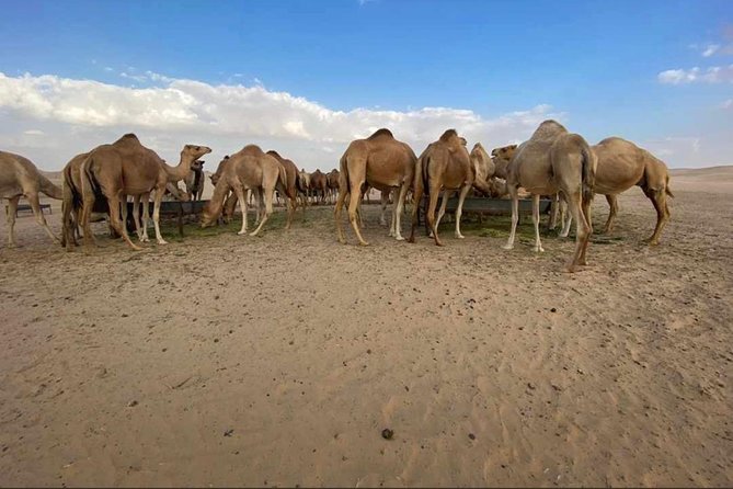 Abu Dhabi Desert Safari With BBQ Dinner,Sandboarding & Camel Ride - Cultural Elements of the Safari