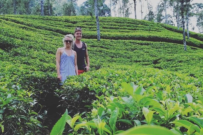 Adams Peak (Sri Pada) Waterfalls Tour - Transportation Options