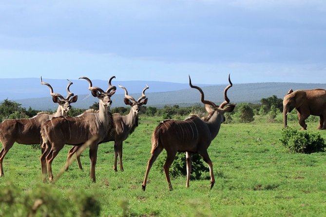 Addo Elephant National Park From Port Elizabeth - FD01 - Important Considerations