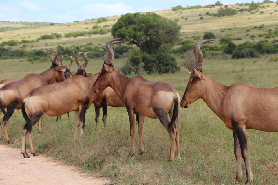 Addo Elephant National Park Game Drive Day Tour With Lunch - Exploring Addo National Park