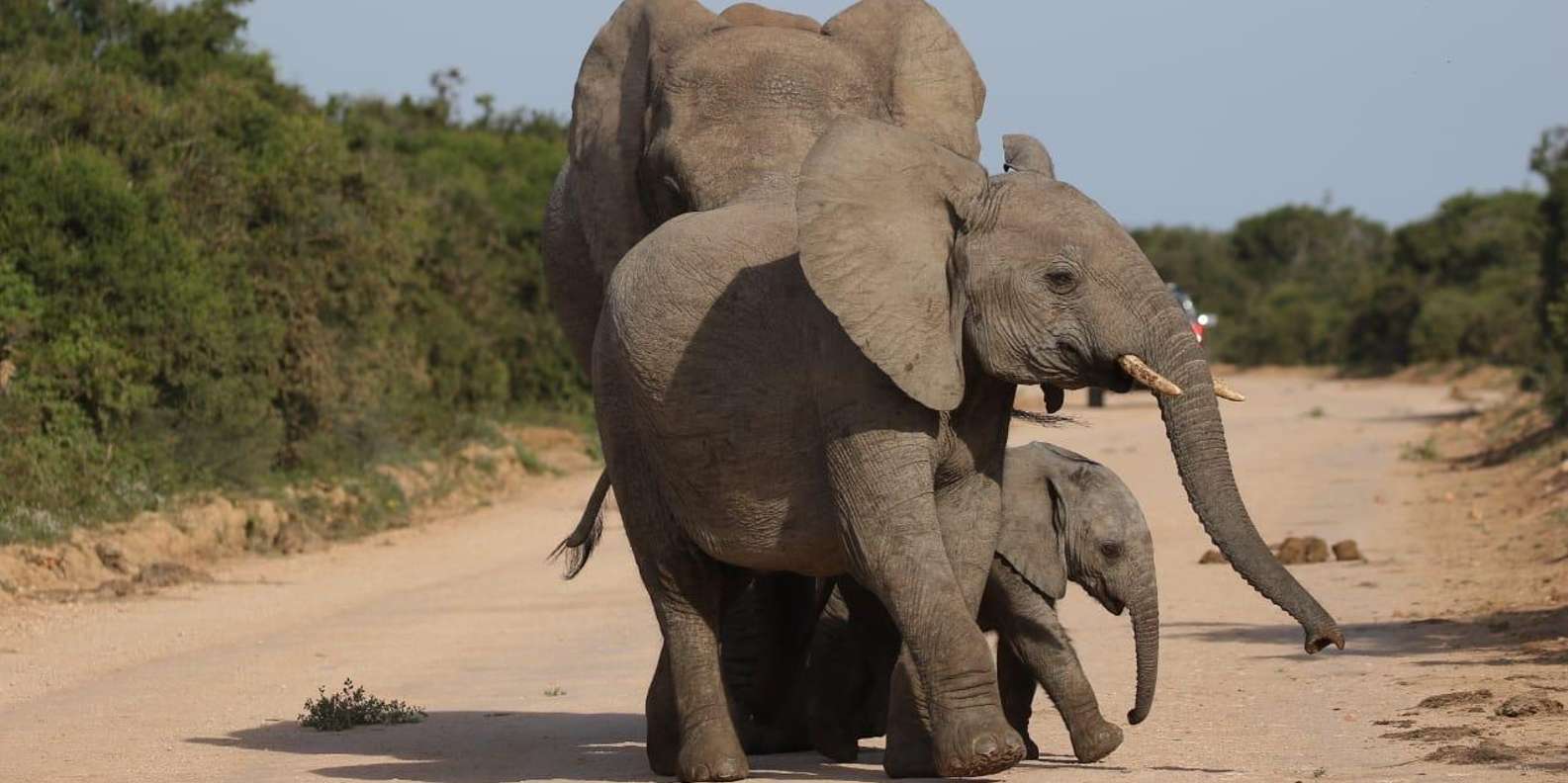 Addo Elephant National Park (Half Day Game Drive ) - Encountering the Big 7