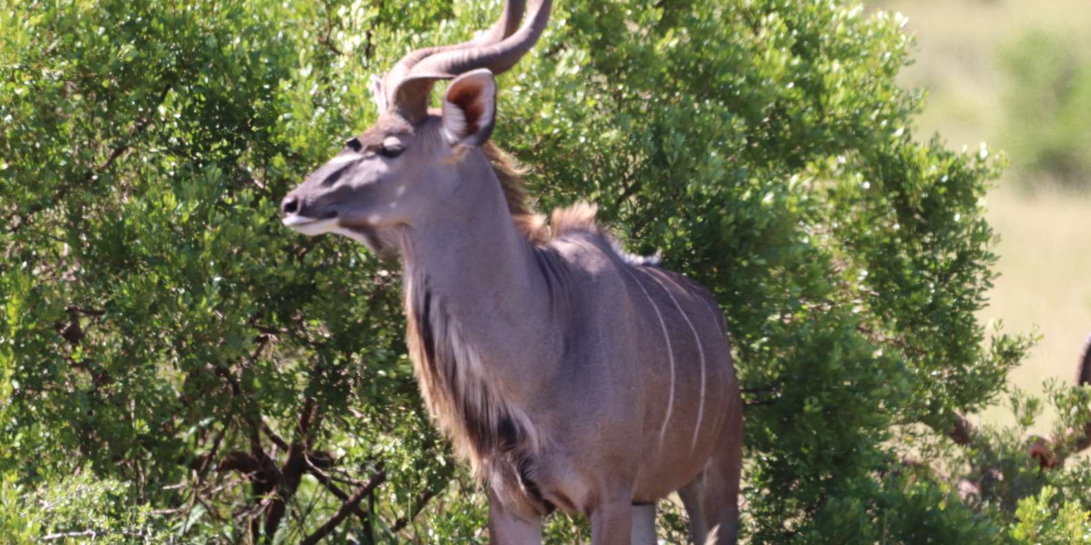 Addo Elephant National Park Half-Day Safari - Wildlife Viewing Highlights