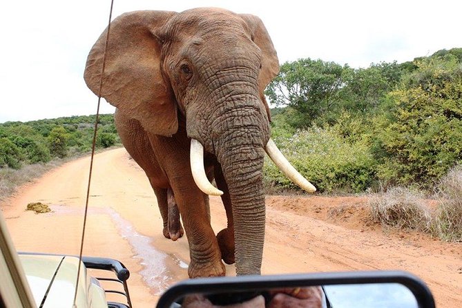 Addo Elephant National Park - HD01 - Visitor Reviews and Feedback