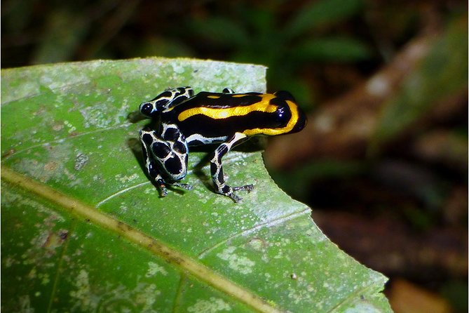 Adventure in the Amazon Jungle 5d/4n at Amazon Mamori Lodge - Recommendations for Travelers