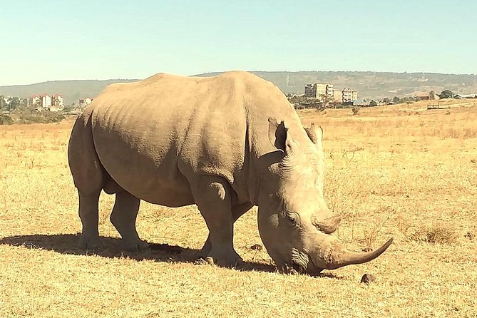 Afternoon Half Day Mini Safari to Nairobi National Park - Inclusions and Exclusions