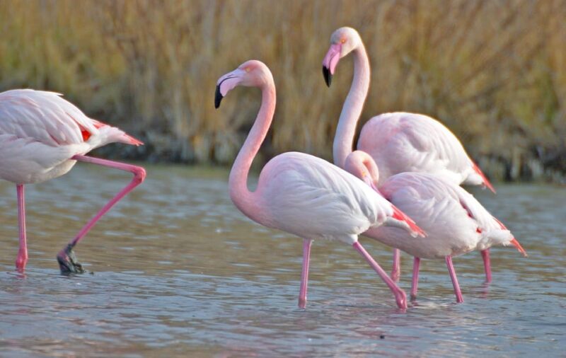 Aigues Mortes: PRIVATE Jeep Photo Safari in Camargue - Inclusions