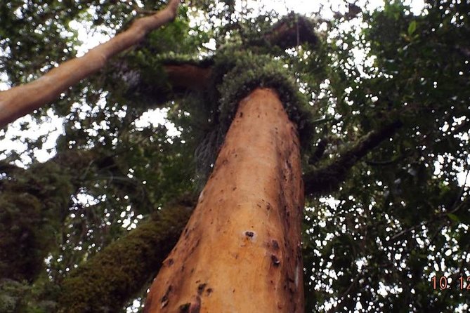 Alerce Andino National Park/Alerce Millenario/Cruises - Participant Requirements
