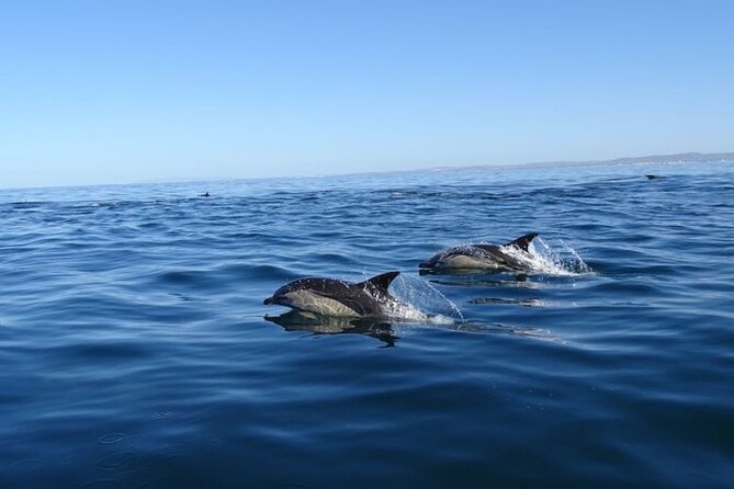 Algarve Dolphin Watching & Marine Life Eco Tour - Wildlife Spotting Opportunities