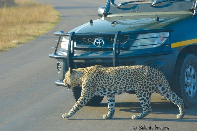 All Inclusive 3 Day Kruger Safari Adventure From Johannesburg - Day 3 Summary