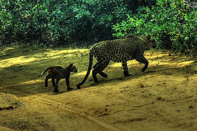 All Inclusive Private Safari at Wilpattu National Park From Negombo - Booking Your Safari Adventure
