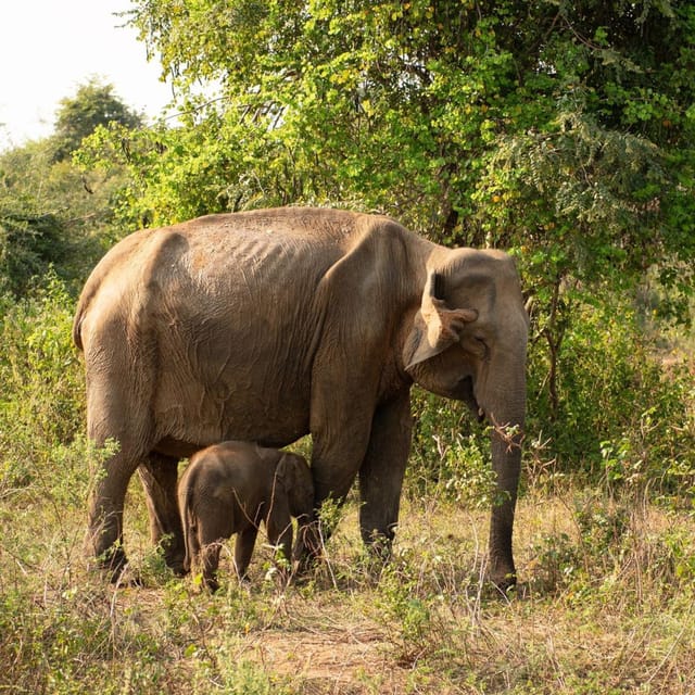 All-Inclusive Wildlife Safari Hurulu Eco Park Morning - Immersion in Nature