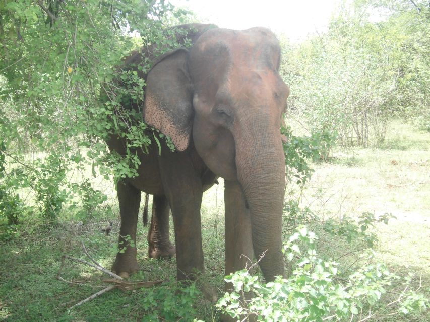 All Inclussive Udawalawa National Park Safari From Colombo - Included and Excluded