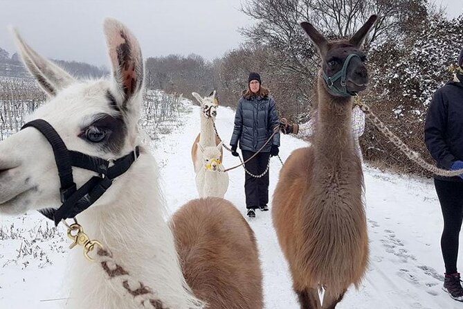 Alpaca and Llama Hike Moedling Near Vienna - Suitable for Groups
